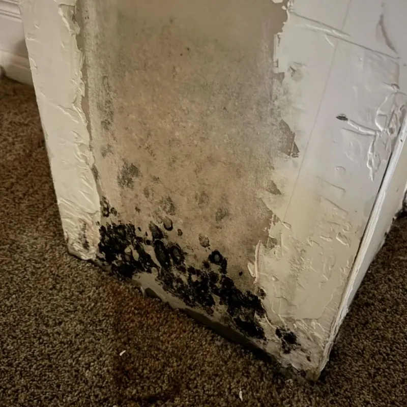 Professional Mold Removal in West Liberty, KY